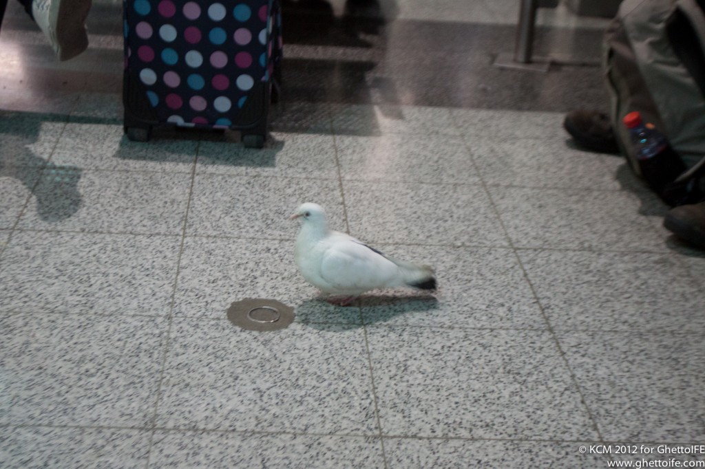 a white bird on a tile floor