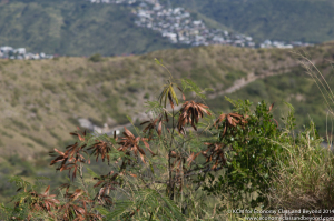 Diamond Head Hike with a Canon 100D