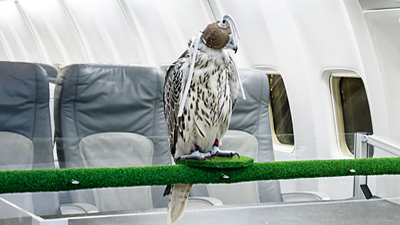 Lufthansa Falcon Master. 