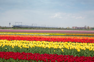Eurostar E320 service to Amsterdam, passing through fields of Tulips - Image, Eurostar