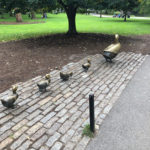 a group of ducks and ducklings on a brick path