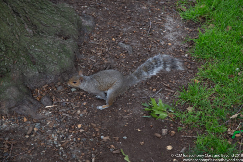 a squirrel on the ground