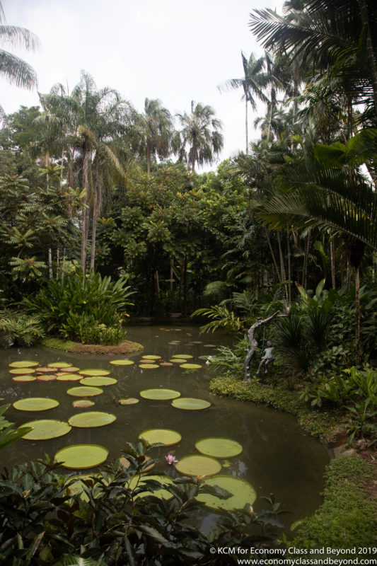 a pond surrounded by trees and plants