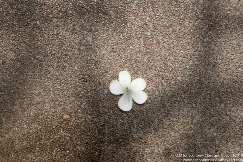 a white flower on a gravel surface