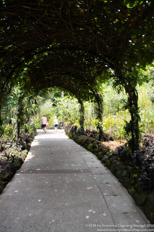 a path with a tunnel of vines and plants