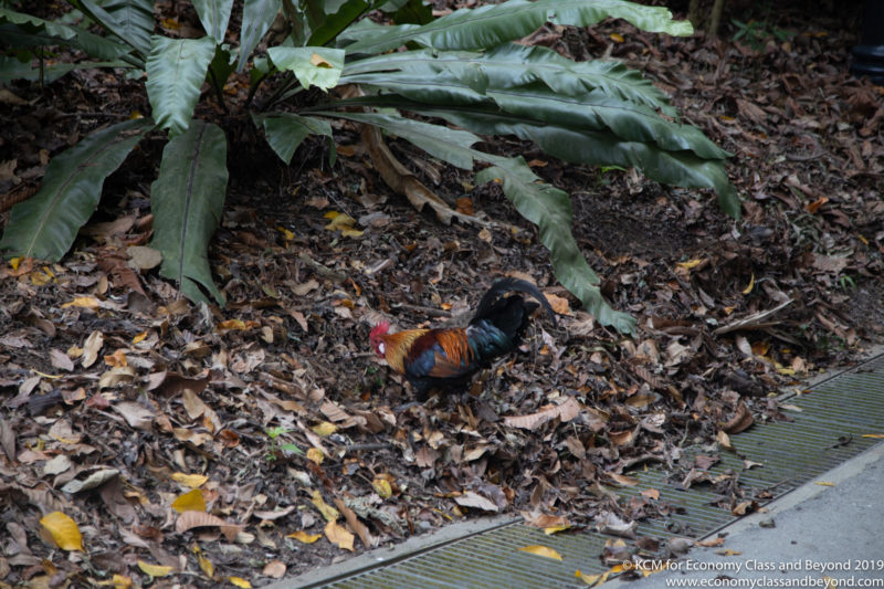 a rooster standing in leaves