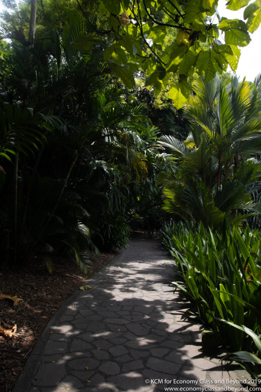 a path through a tropical garden