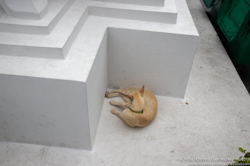 a cat sitting in a maze