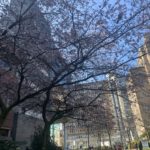 a tree with pink blossoms in a city