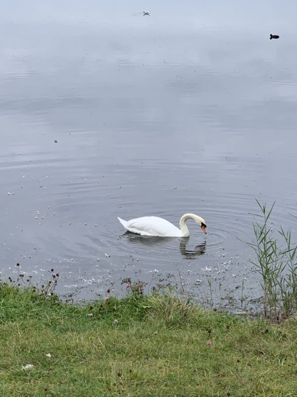 a swan swimming in a lake