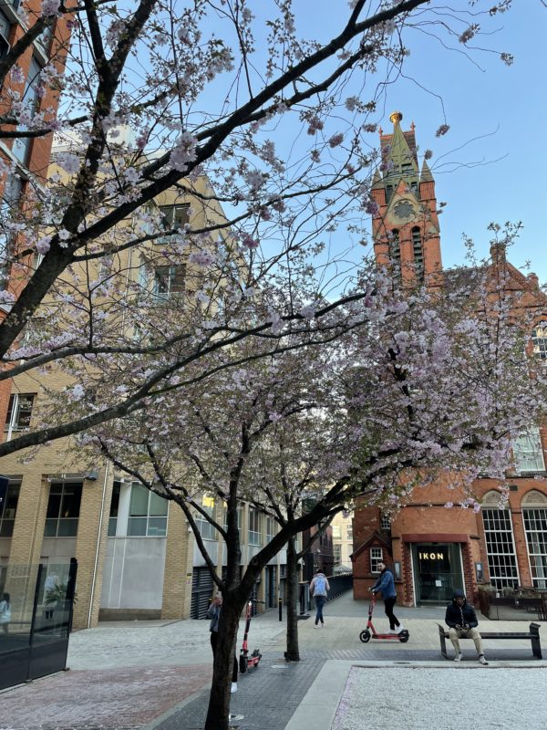 a tree with pink blossoms in front of a building