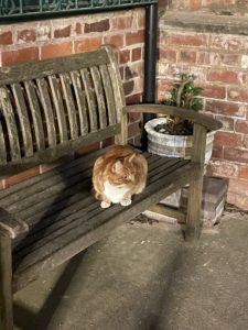 a cat sitting on a bench