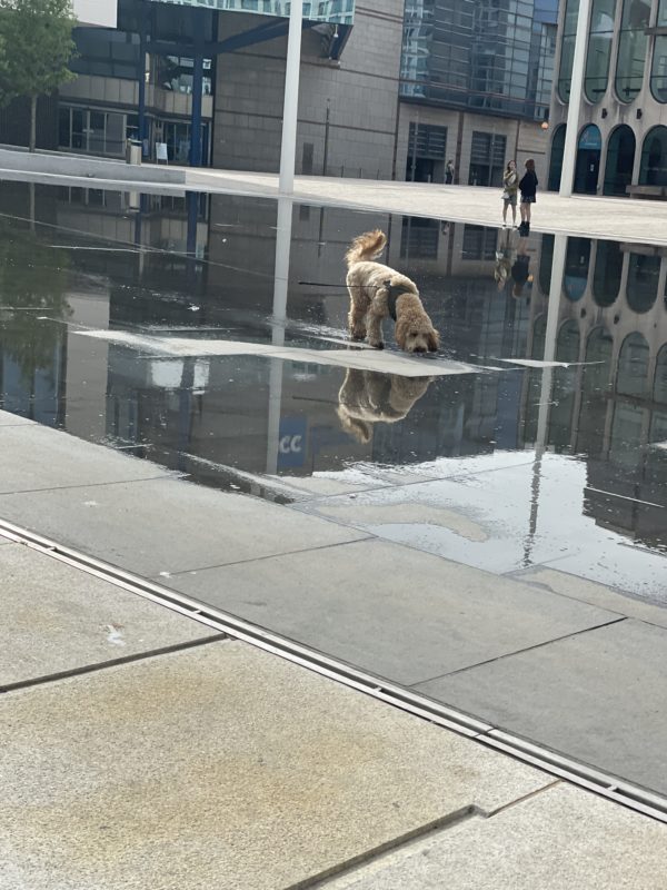 a dog standing on a wet surface