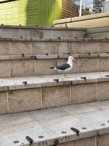 a bird standing on a stone staircase