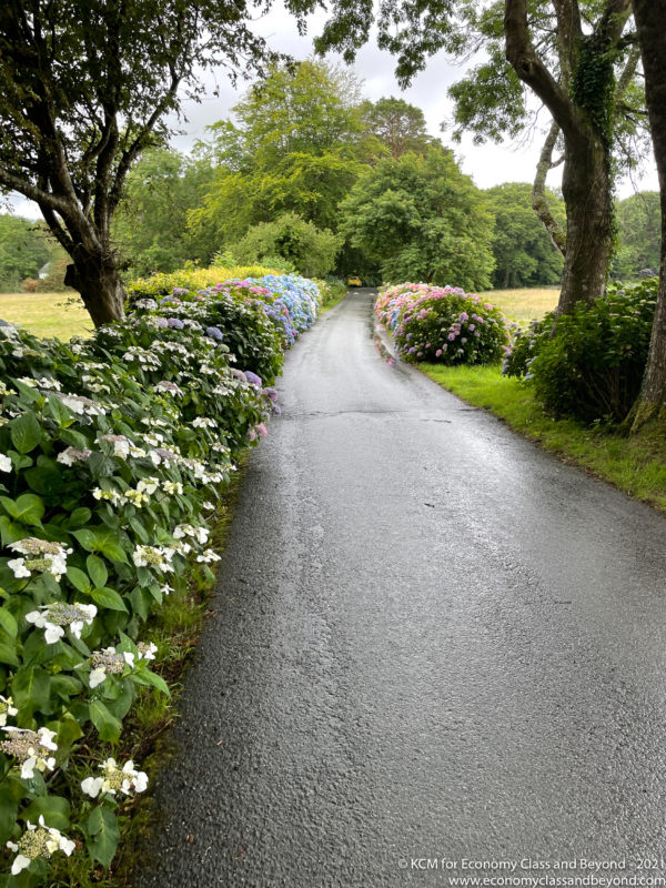 a road with flowers and trees