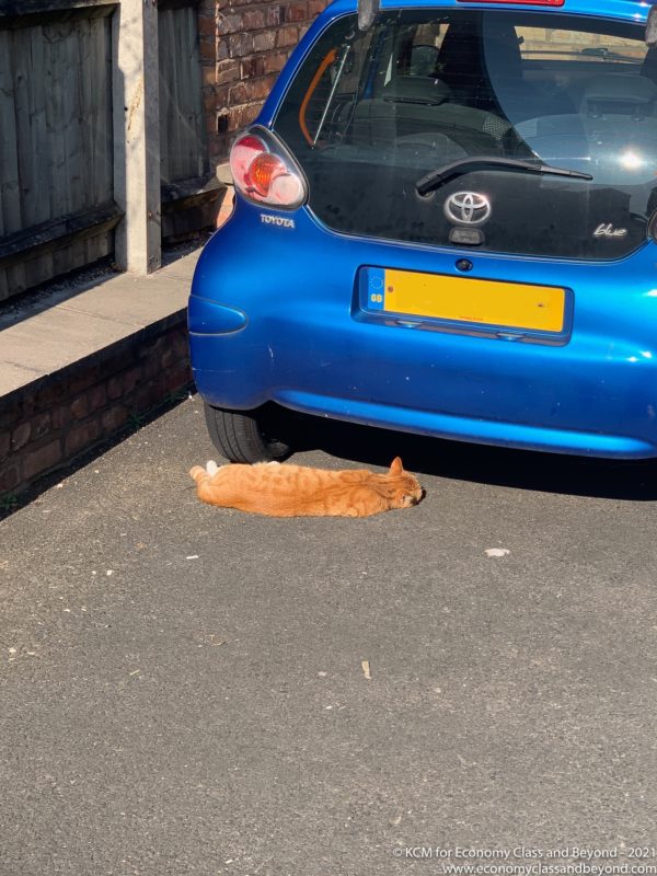 a cat lying on the ground next to a car
