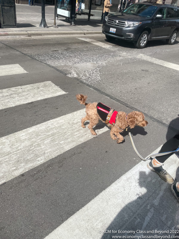 a dog on a leash on a street