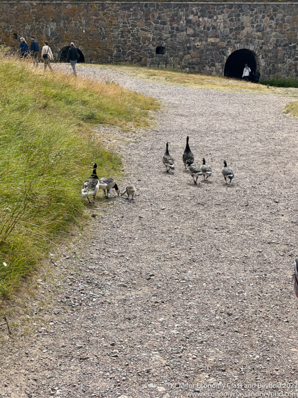 a group of ducks walking on a gravel path