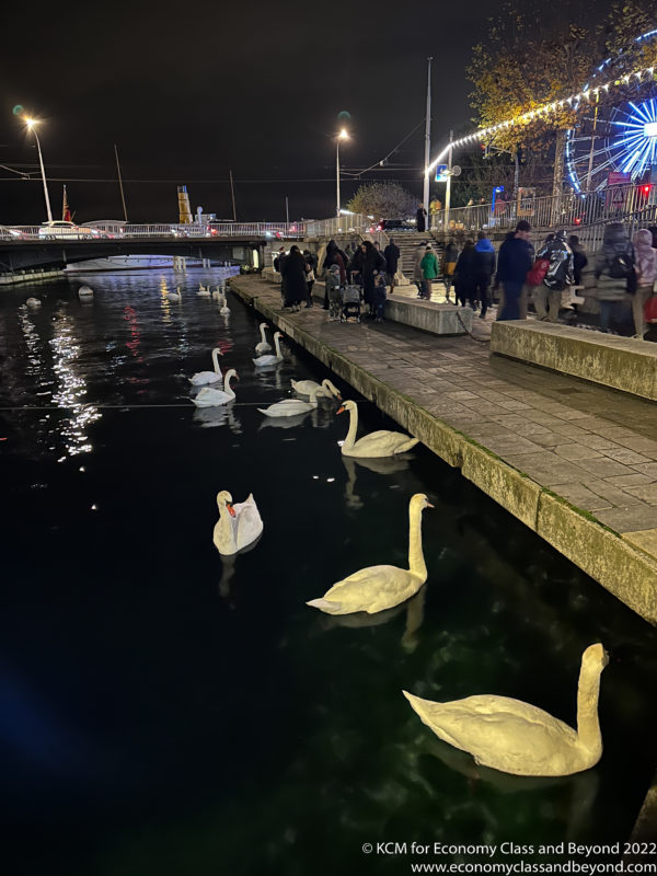 a group of swans swimming in a body of water