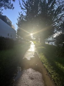 a wet path with trees and buildings in the background