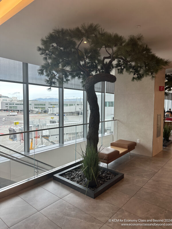a tree in a room with windows
