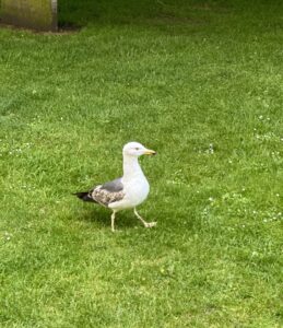 a bird walking on grass