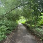 a path with trees and bushes