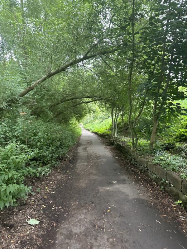 a path with trees and bushes