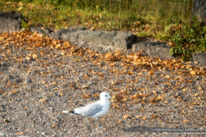 a bird standing on gravel