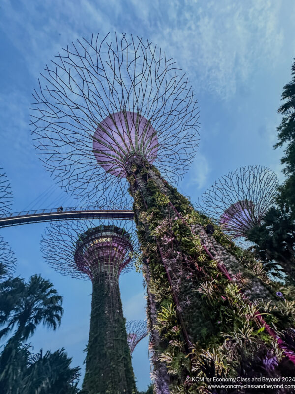 a tall trees with plants around them