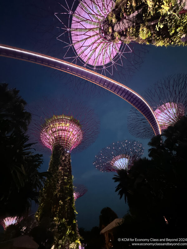 a group of trees with lights