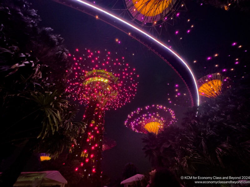 a group of trees with lights at night