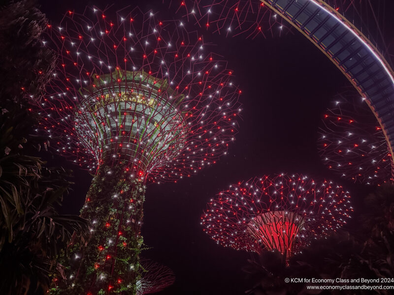 a group of trees with red lights