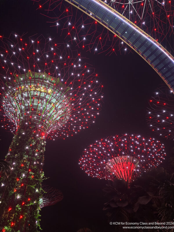 a group of trees with red lights