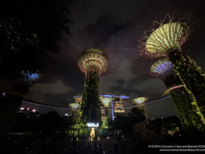 a group of trees with lights at night