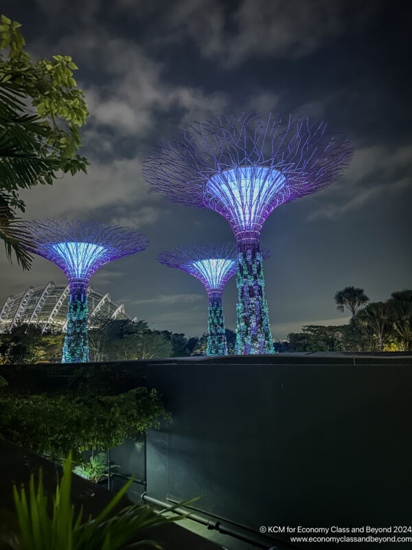 a group of trees with lights