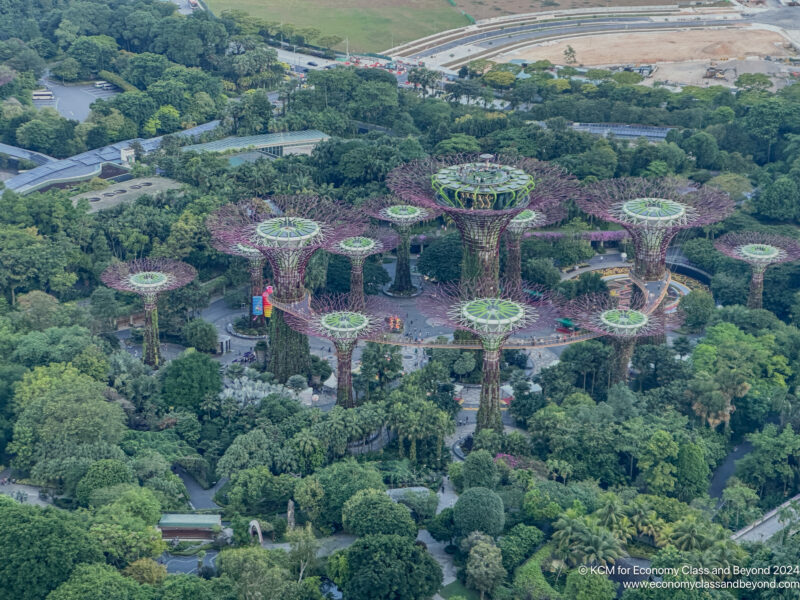 a large group of trees