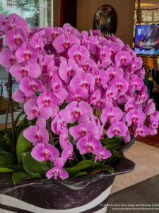 a group of pink flowers