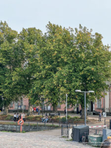 a tree next to a building