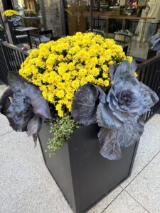 a planter with yellow flowers and cabbage