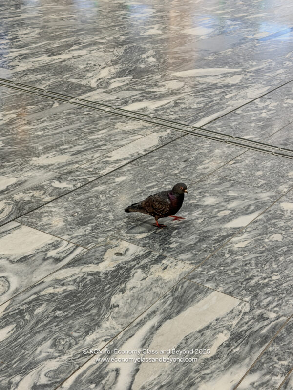 a bird walking on a stone floor
